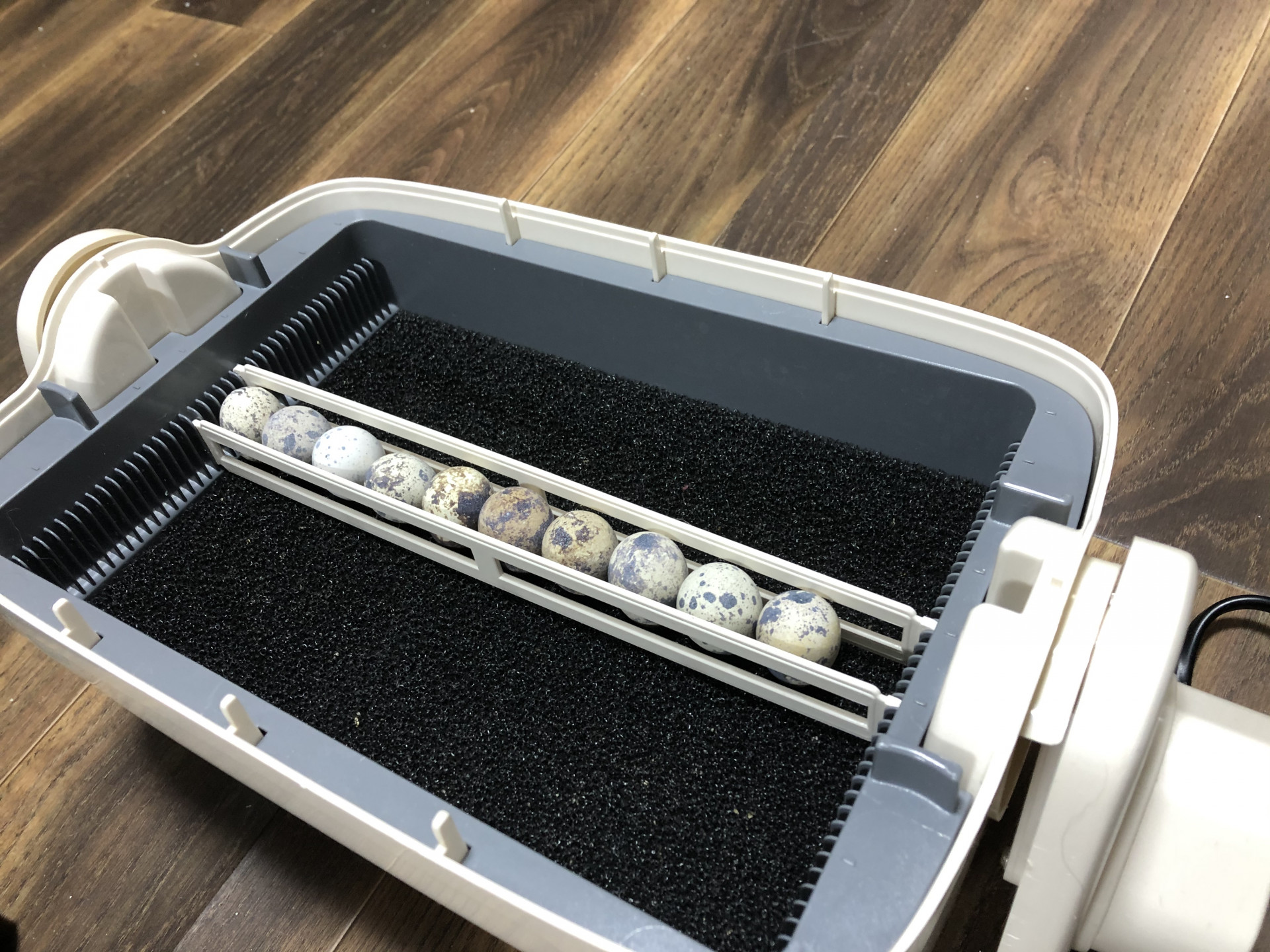 ７羽のうずらが誕生！