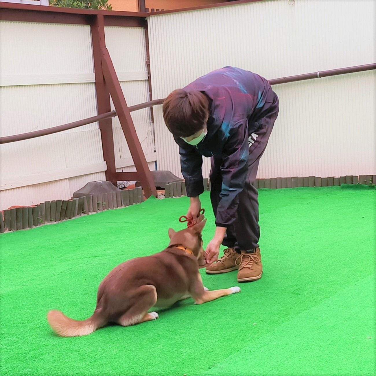 足立区のドッグスクールならここ！アニマルシップ
