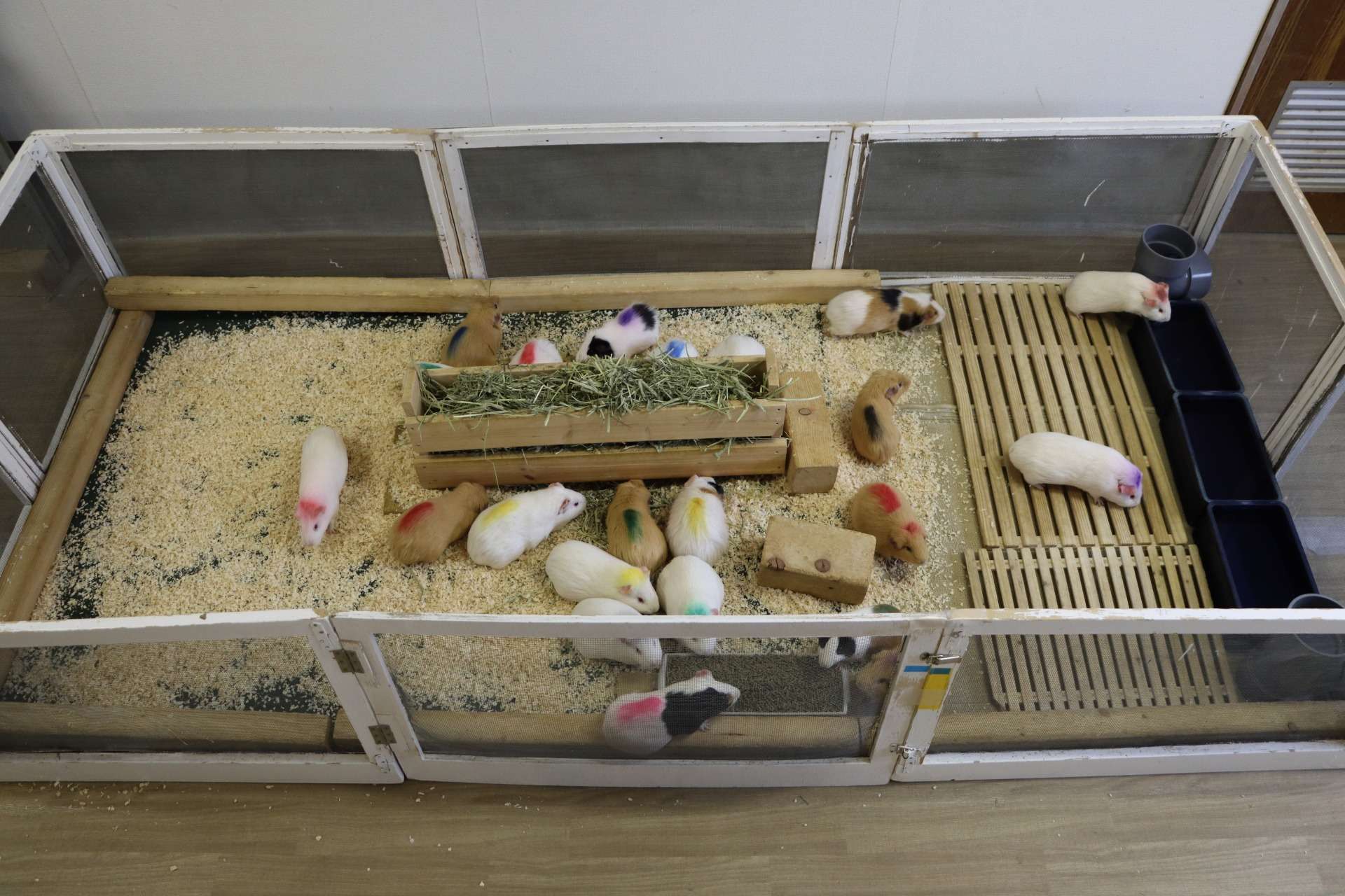 モルモットハウス新造中！