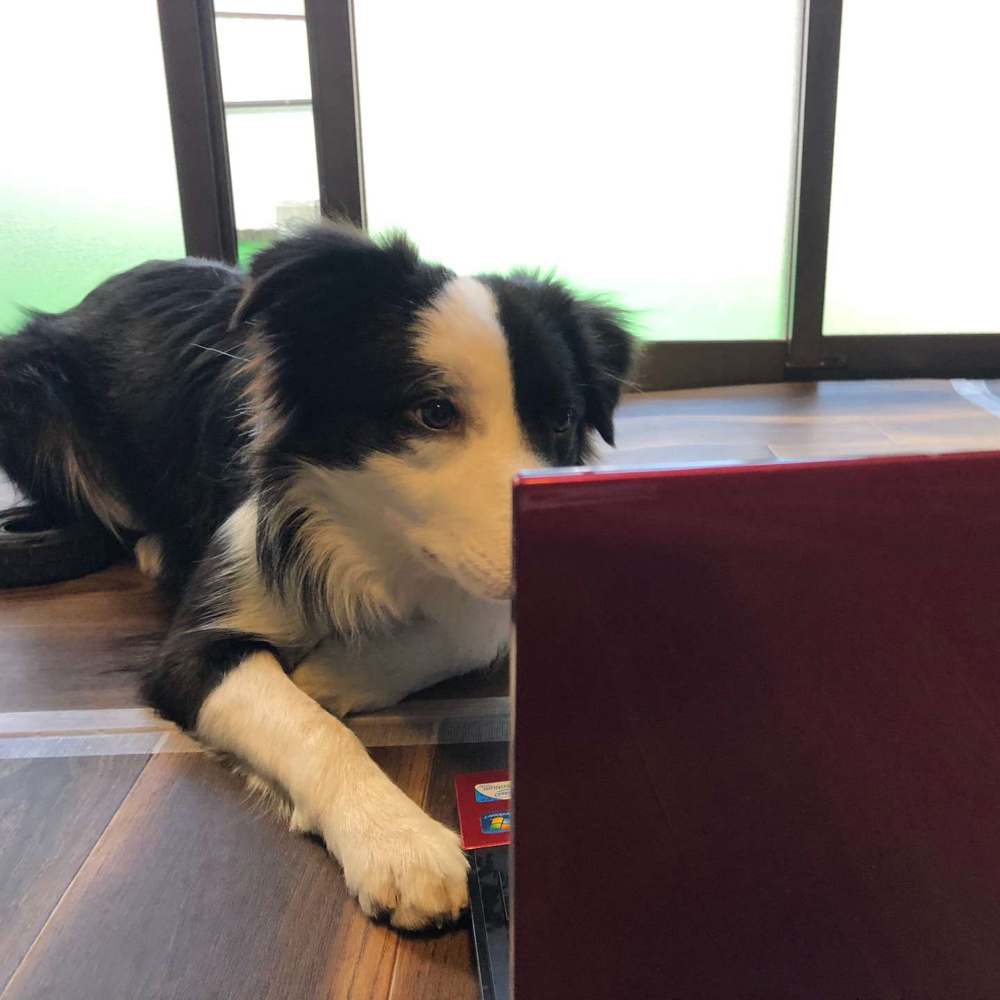 足立区、犬のしつけ教室【オンラインレッスン】