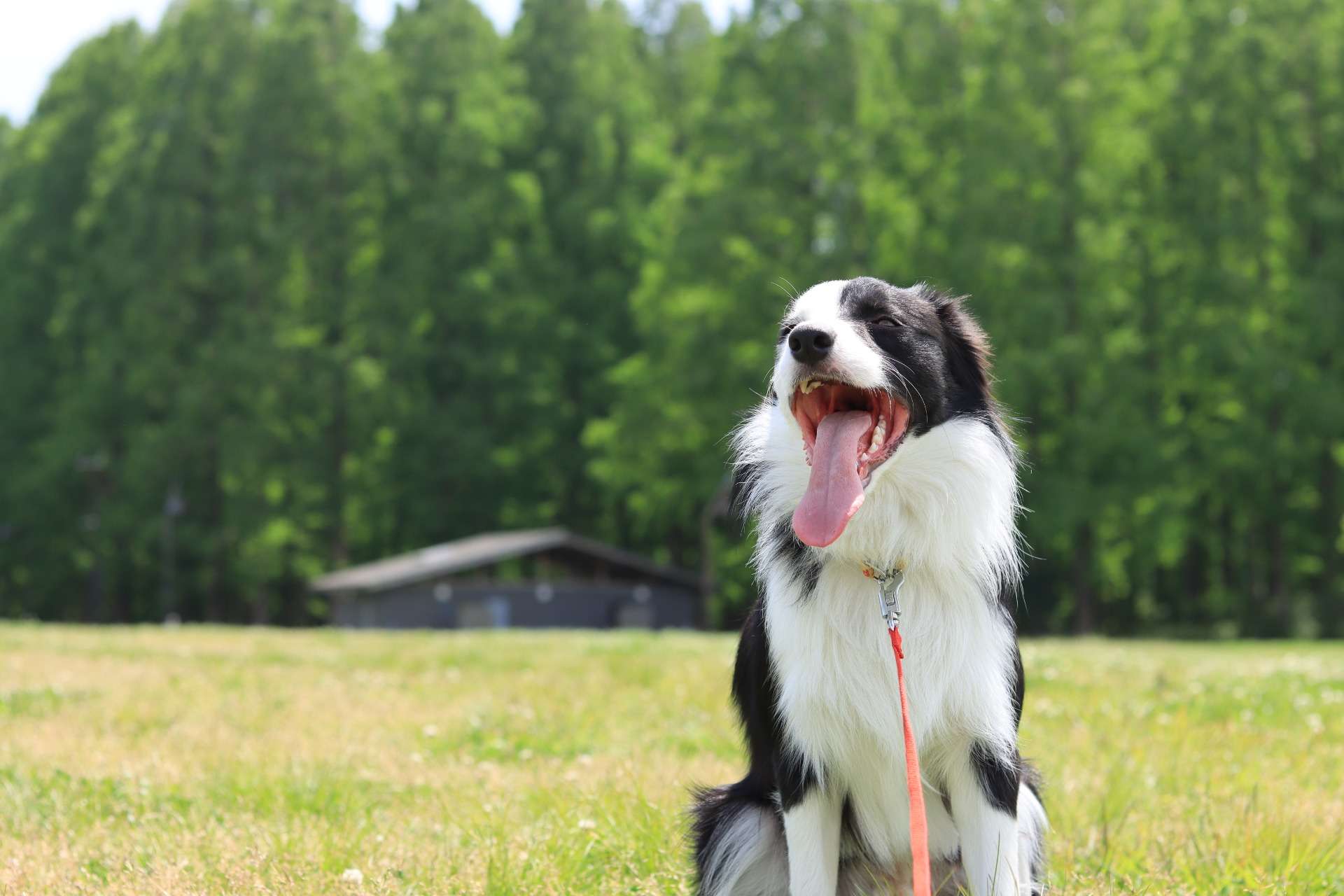わんちゃんの熱中症に気を付けて！【足立区】