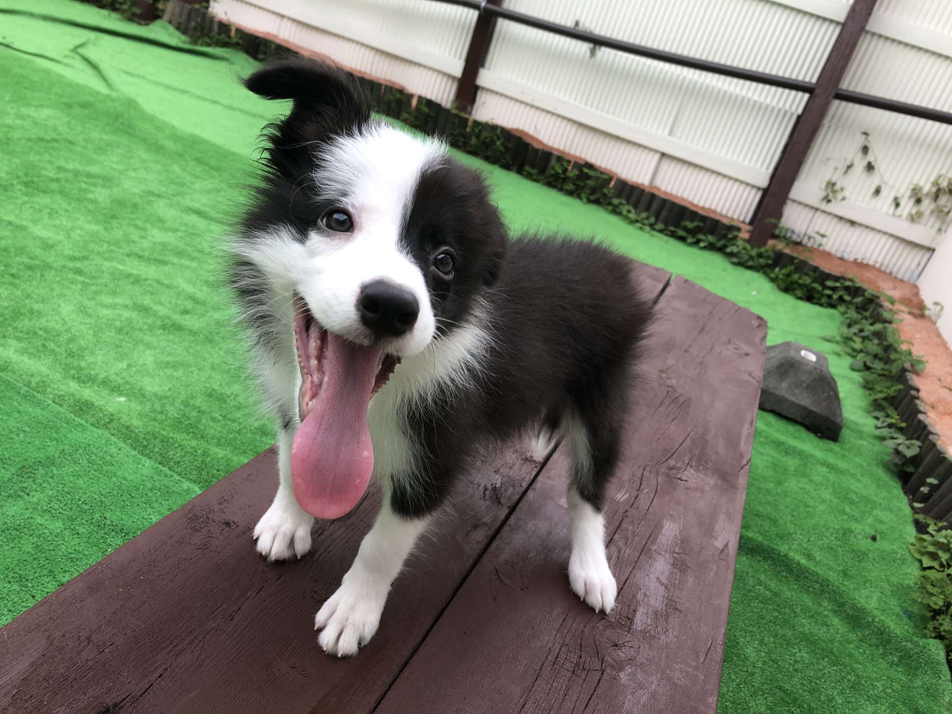 犬を迎えたばかりの飼い主様たちへ！