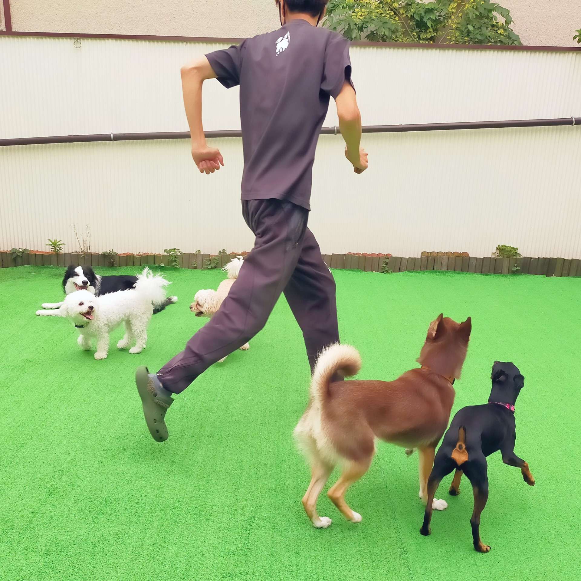 暑い時期だからこそ是非わんデイサービスを！