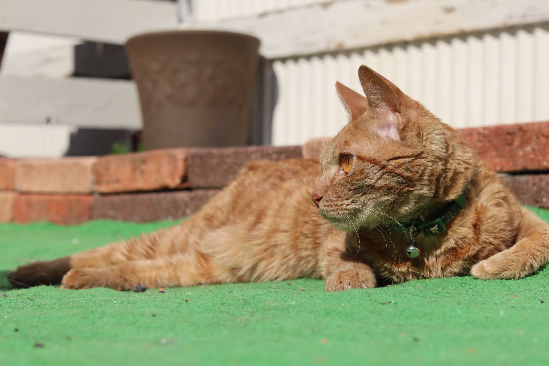 足立区の動物･アニマルシップのお客様の声