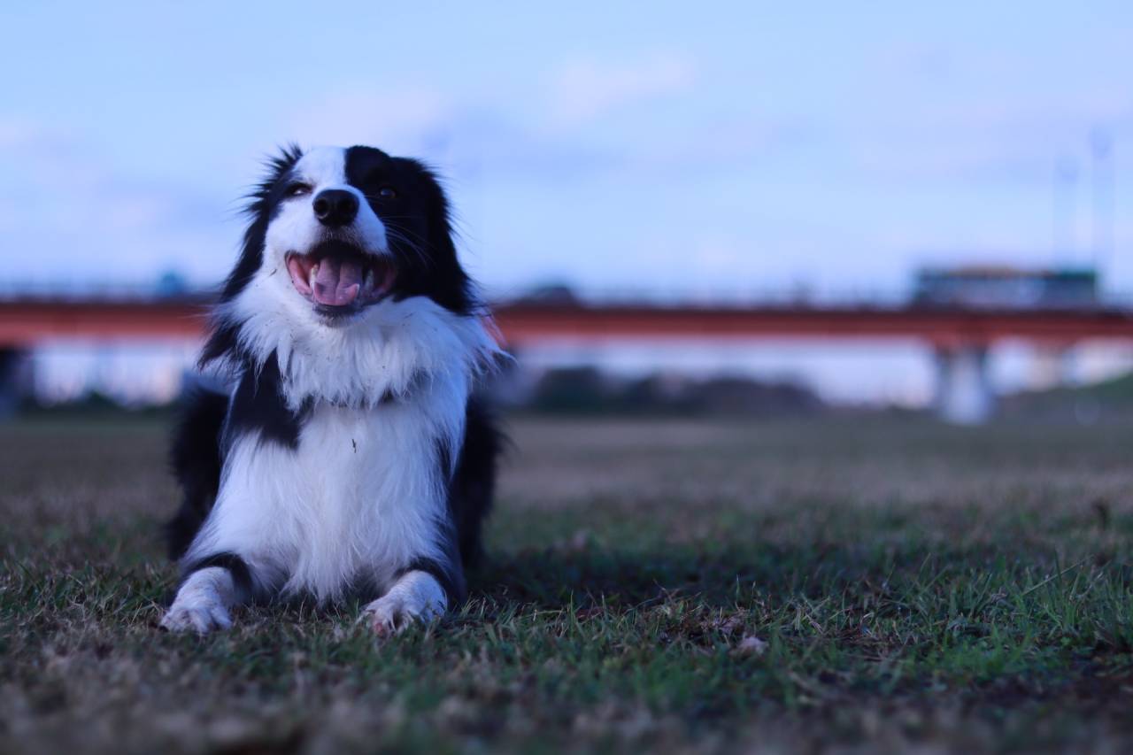 あけましておめでとうございます【足立区・動物教室・ドッグスクール】