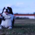 あけましておめでとうございます【足立区・動物教室・ドッグスクール】